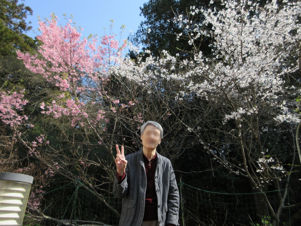 桜満開お花見会開催